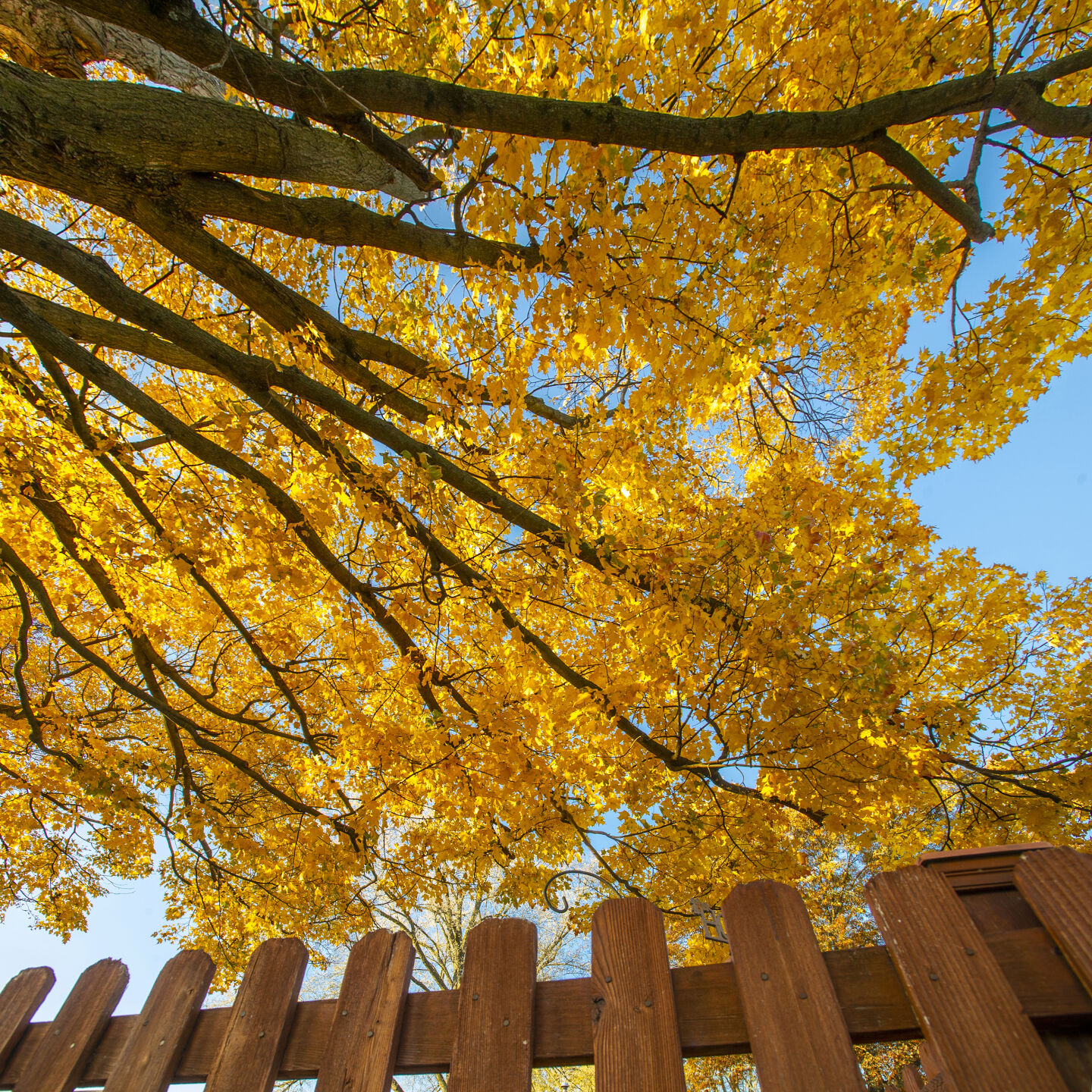 A fall of color